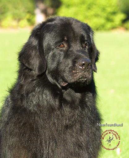 Newfoundland 9M099D-018.JPG